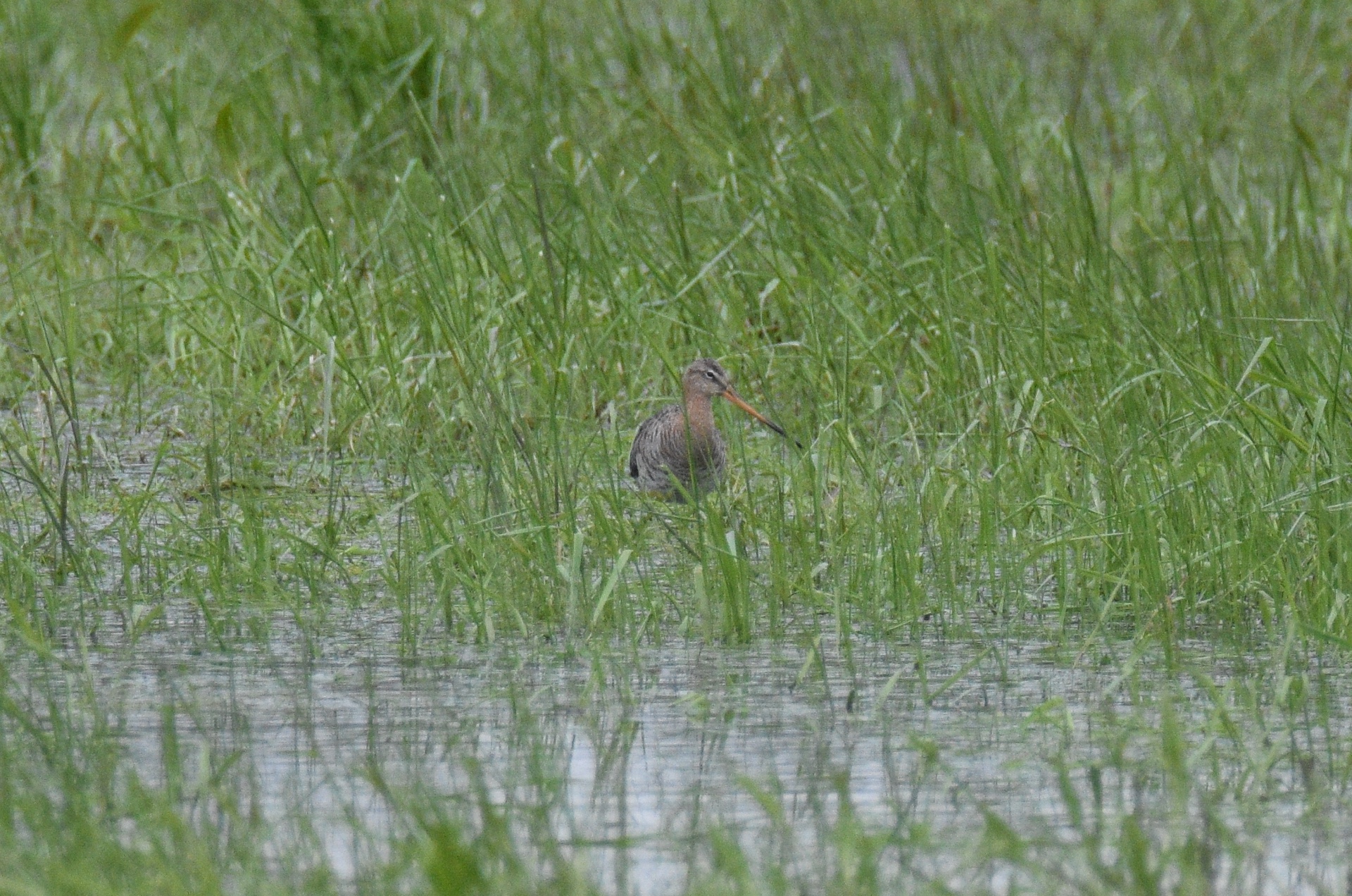 Ornimokyklos dienoraštis. Ketvirta pamoka – pažintis su tilvikais ...