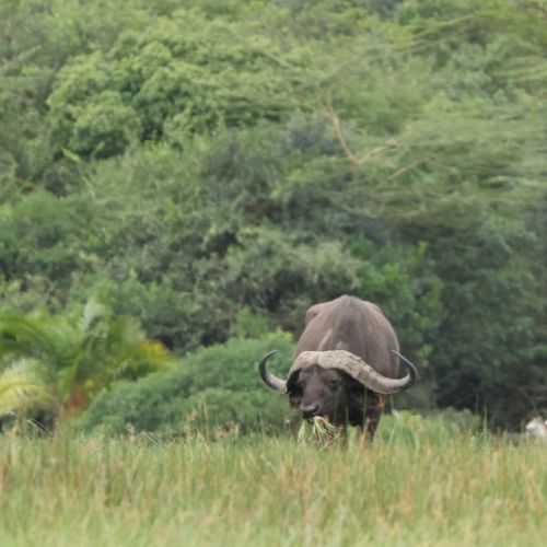 Tanzanija. Savanos platybėse (akimirkos iš 2026 m. turo)