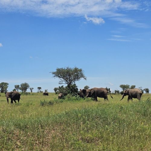 Tanzanija. Savanos platybėse (akimirkos iš 2026 m. turo)