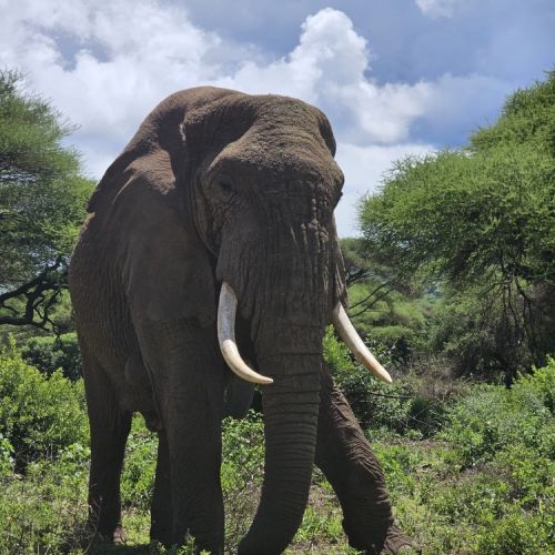 Tanzanija. Savanos platybėse (akimirkos iš 2026 m. turo)
