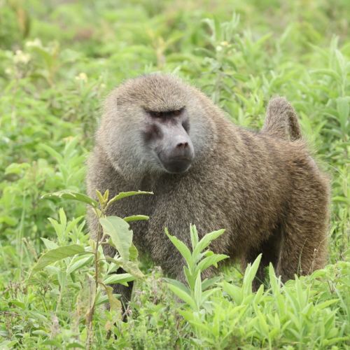 Tanzanija. Savanos platybėse (akimirkos iš 2026 m. turo)
