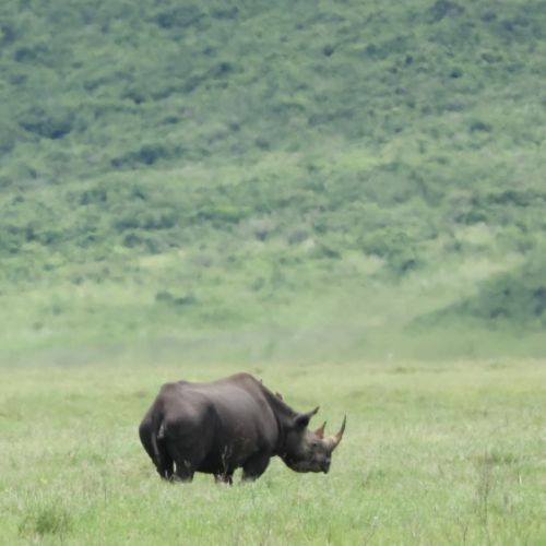 Tanzanija. Savanos platybėse (akimirkos iš 2026 m. turo)
