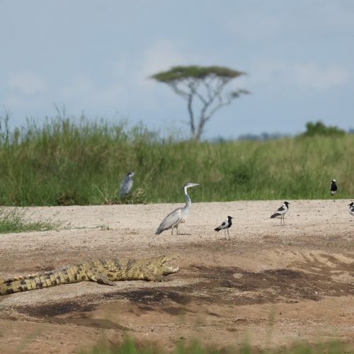Tanzanija. Savanos platybėse (akimirkos iš 2026 m. turo)