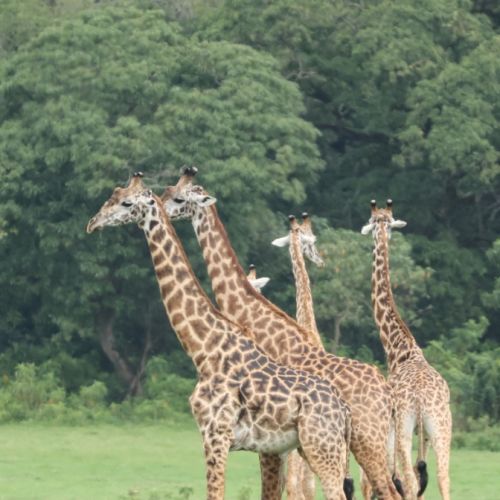 Tanzanija. Savanos platybėse (akimirkos iš 2026 m. turo)