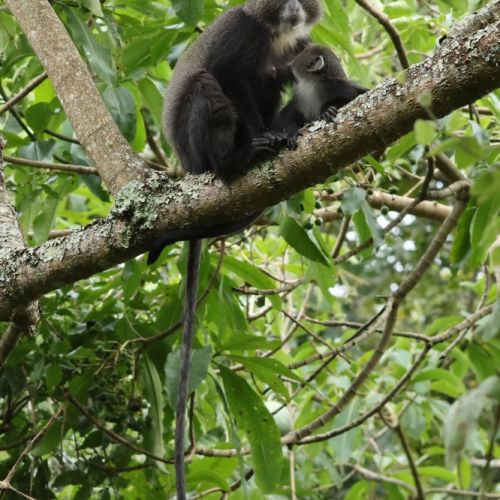 Tanzanija. Savanos platybėse (akimirkos iš 2026 m. turo)