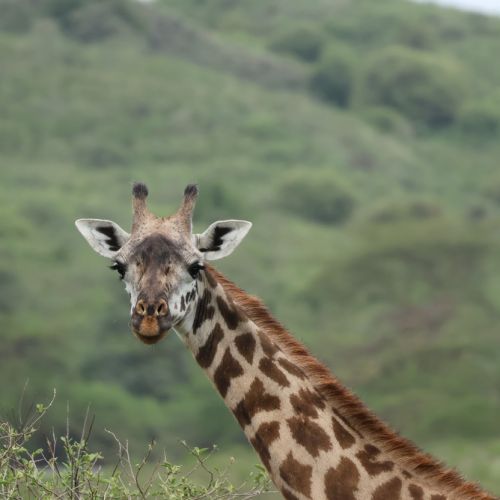 Tanzanija. Savanos platybėse (akimirkos iš 2026 m. turo)