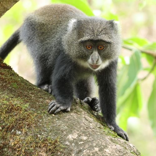 Tanzanija. Savanos platybėse (akimirkos iš 2026 m. turo)